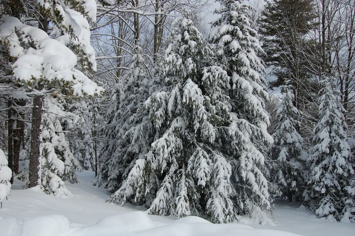 A serene winter landscape dominated by snow-covered evergreens and gentle snow drifts. The untouched snow and tall trees evoke the peacefulness of a mountain retreat after a fresh snowfall, visually connecting with the idea of winter sports and the natural environment near Killington.